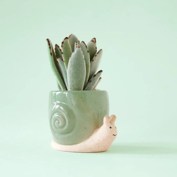 Snail Planter | Lagoon