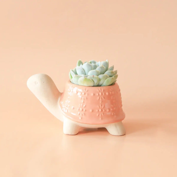 Small Turtle Planter | Sunset